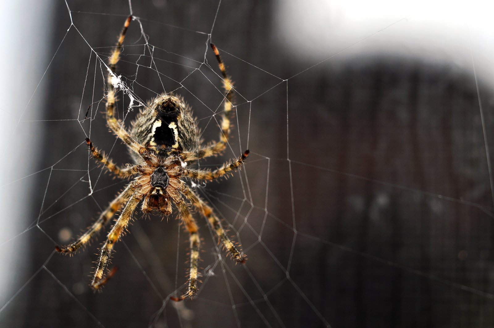 Arachnophobia, fear of spiders associated to human DNA Research