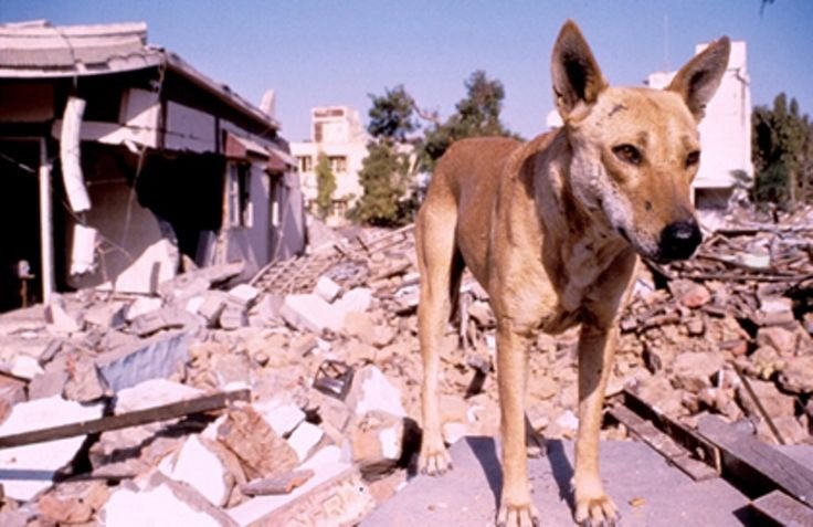 dog earthquake
