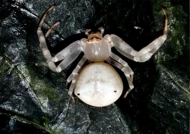 Researchers discover new female spider, names it Thomisus Telanganensi after Indian State Telangana