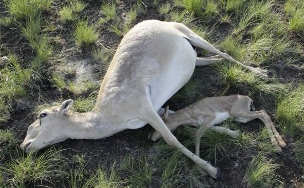 120000 rare Kazakhstan antelopes