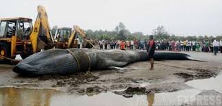 Giant blue whale