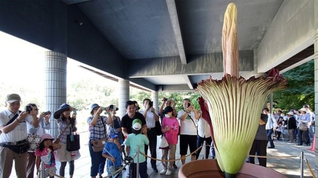 World’s largest flower blooms for the first time in a Japanese ...