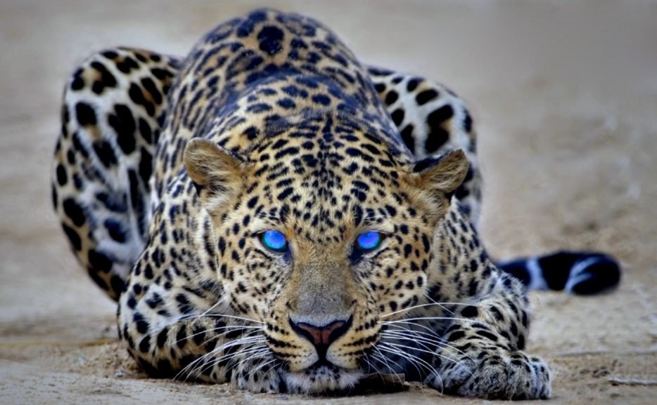 Leopard spots good