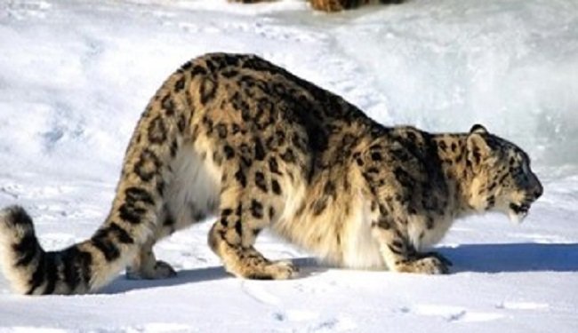 Snow Leopard Photo Captured in Kumaon Himalayas