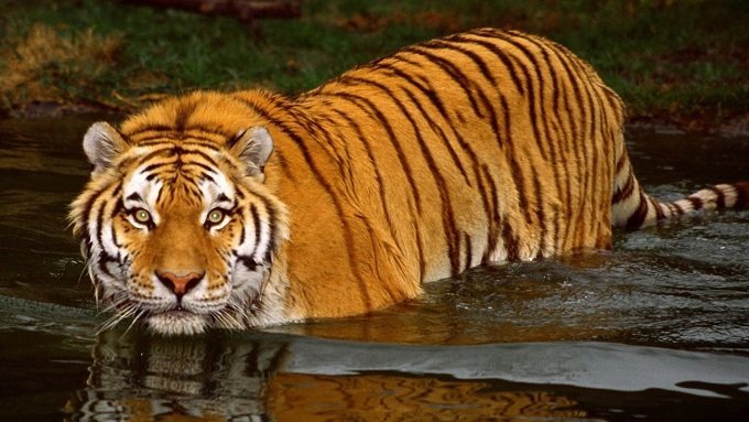 Wild Bengal Tigers1