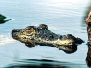 climate change crocodiles decline