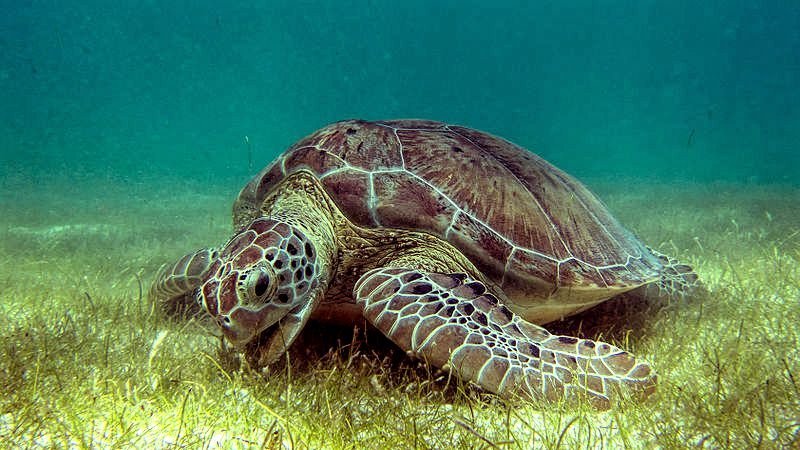 World’s oldest sea turtle fossil