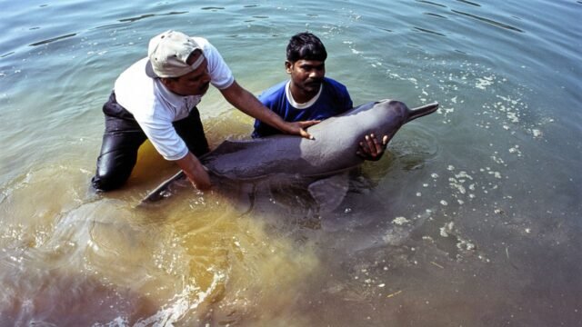 bengal dolphin