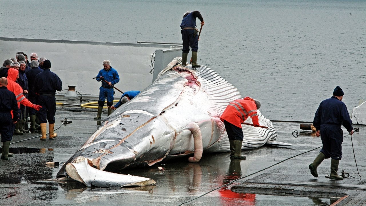 Whale Hunting Season 2015