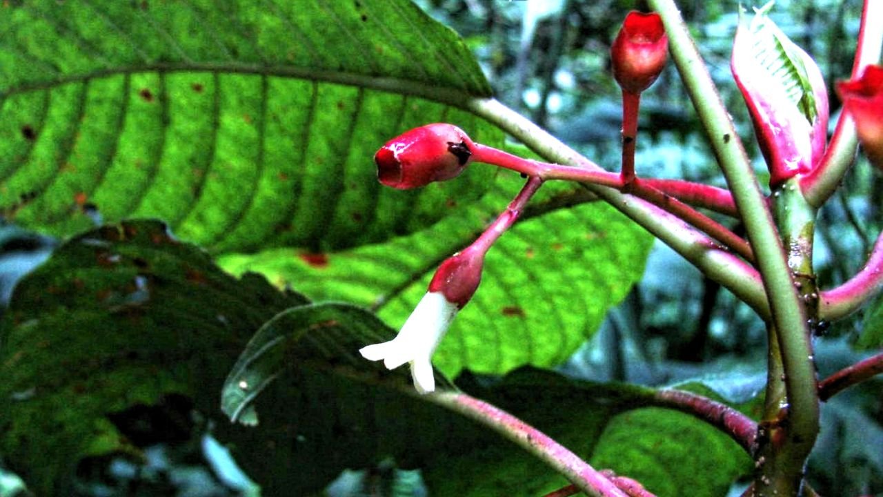 Honduras coffee tree species