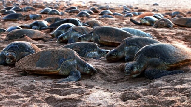 Olive Ridley Sea Turtles