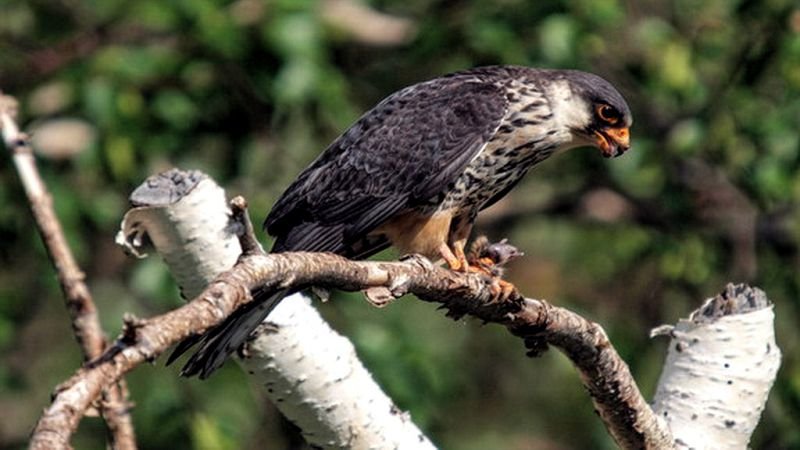 Amur Falcons