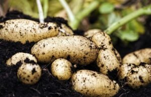 NASA to grow potatoes on Earth under Mars-like conditions