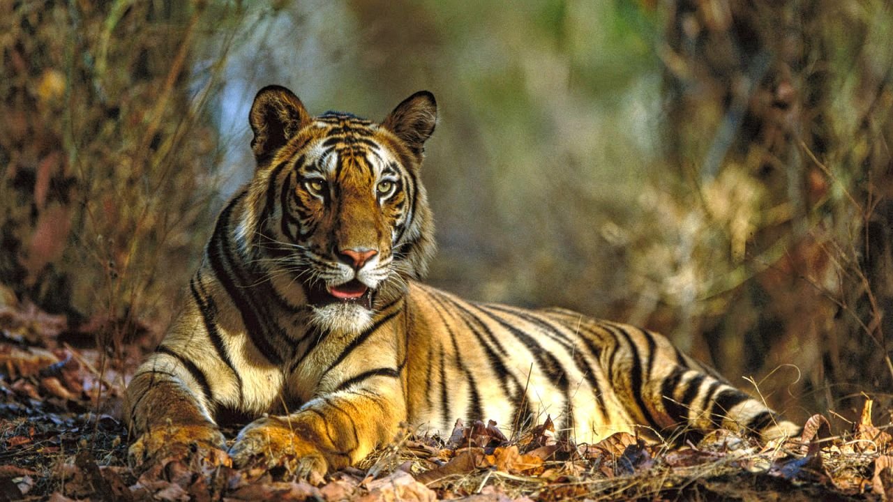 India witnesses 30% growth in number of tigers since 2010