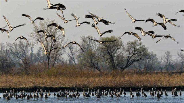 world's migratory bird facing difficulties
