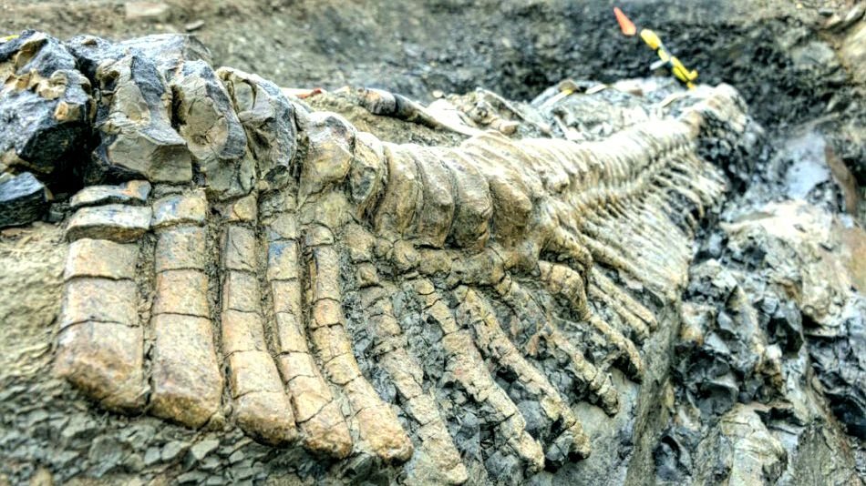 dinosaur fossils in Gujarat's Kutch area