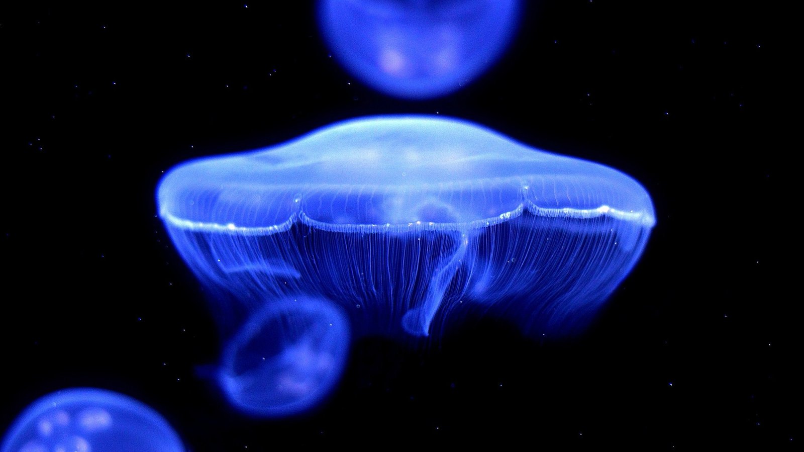 Fluorescent jellyfish laser