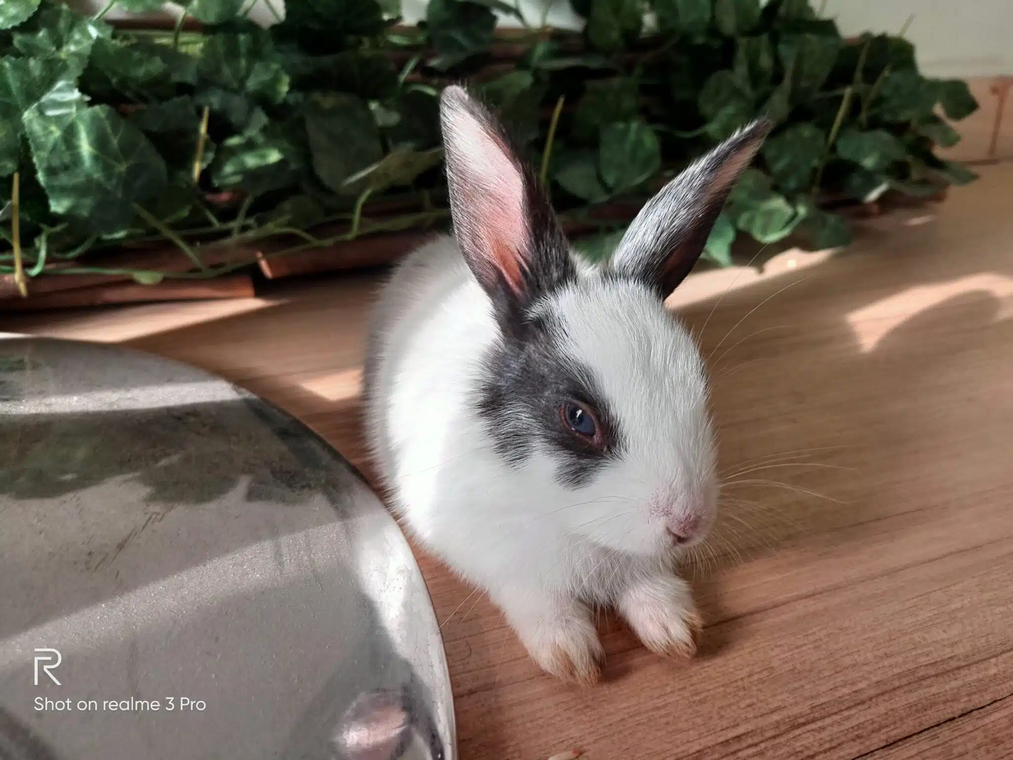 realme 3 pro camera samples 5 scaled 1 scaled