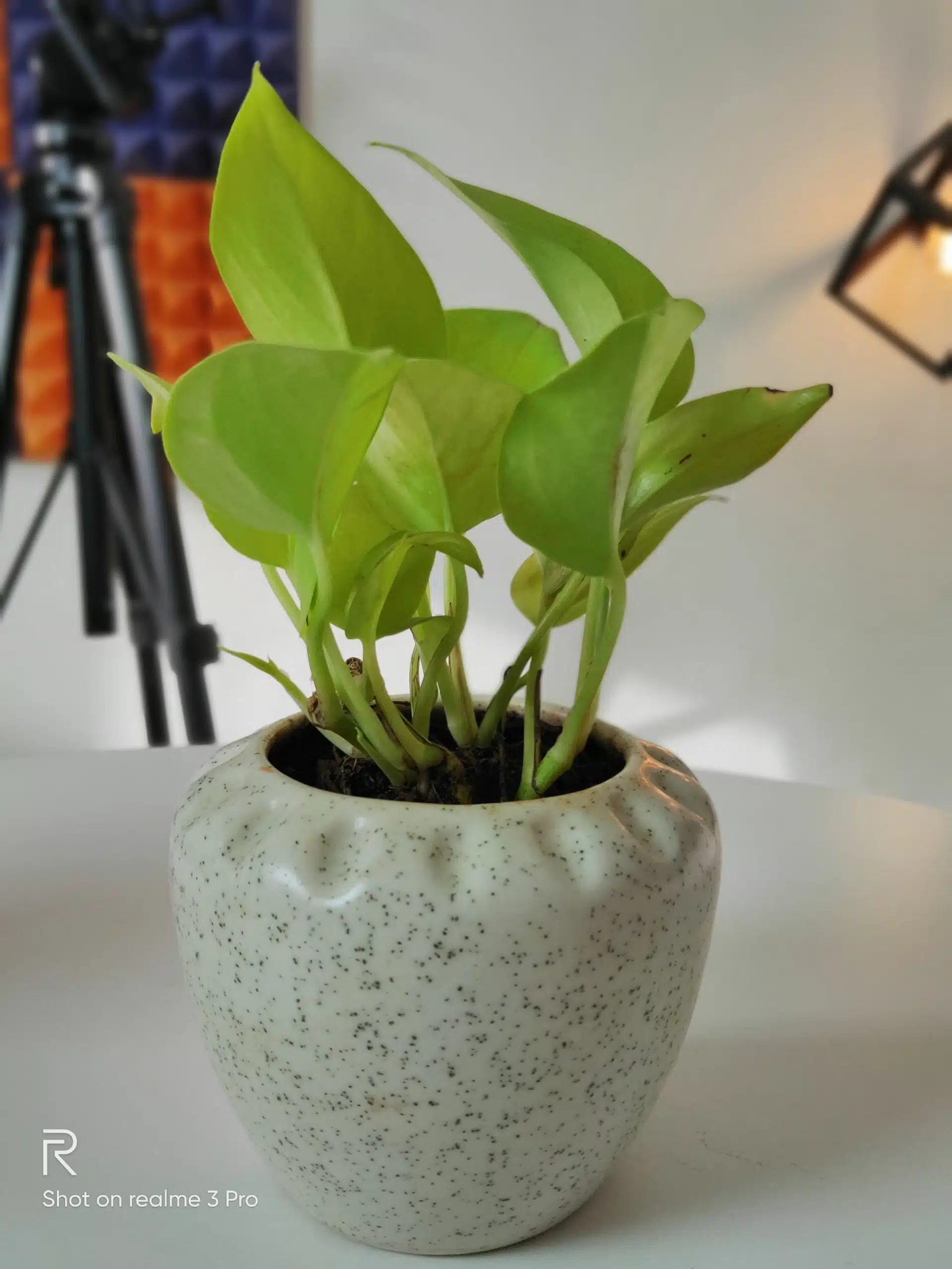 realme 3 pro camera samples 8 scaled 1 scaled