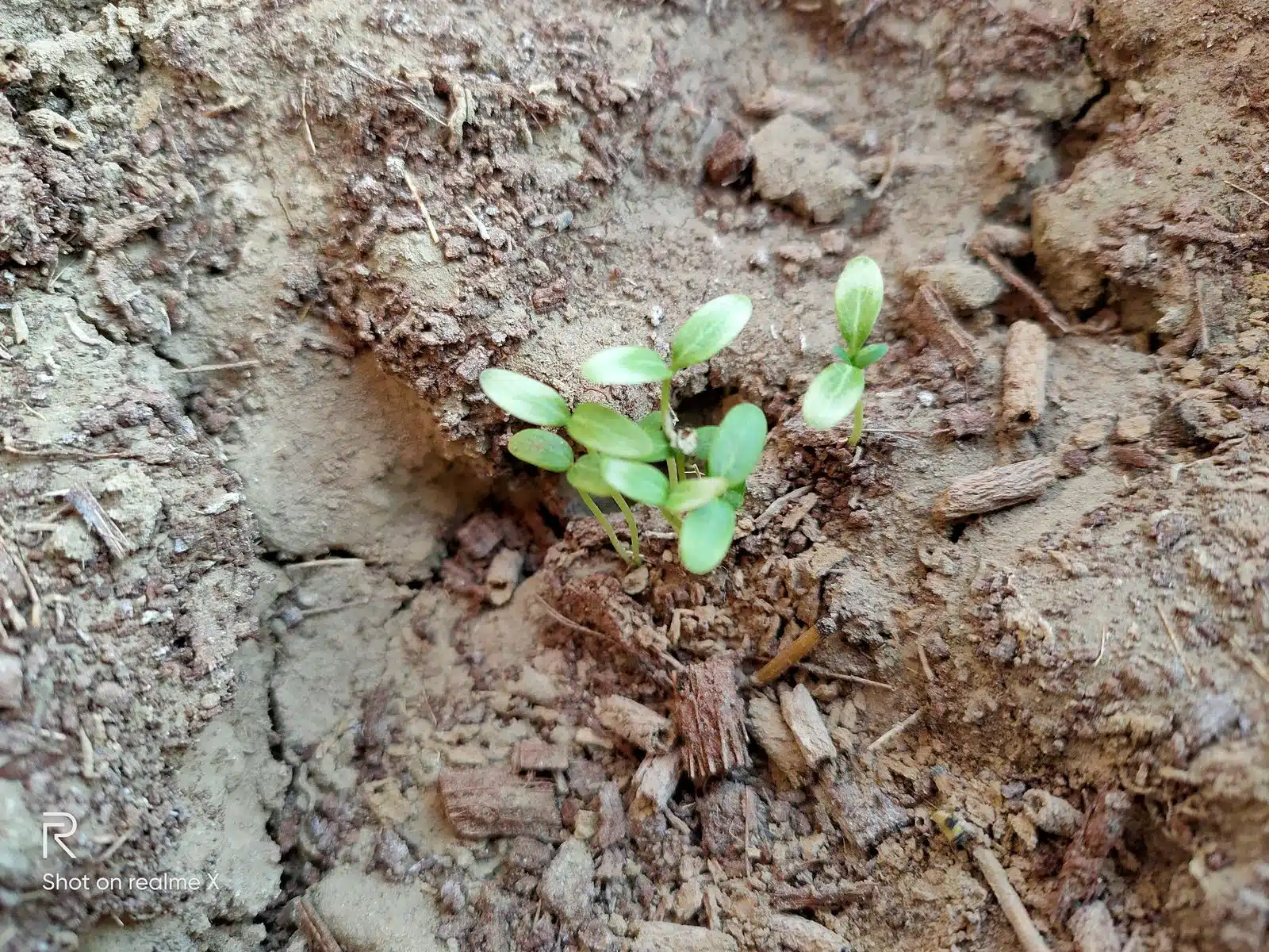 Realme X Review- A perfect phone with very few flaws 18 Image12