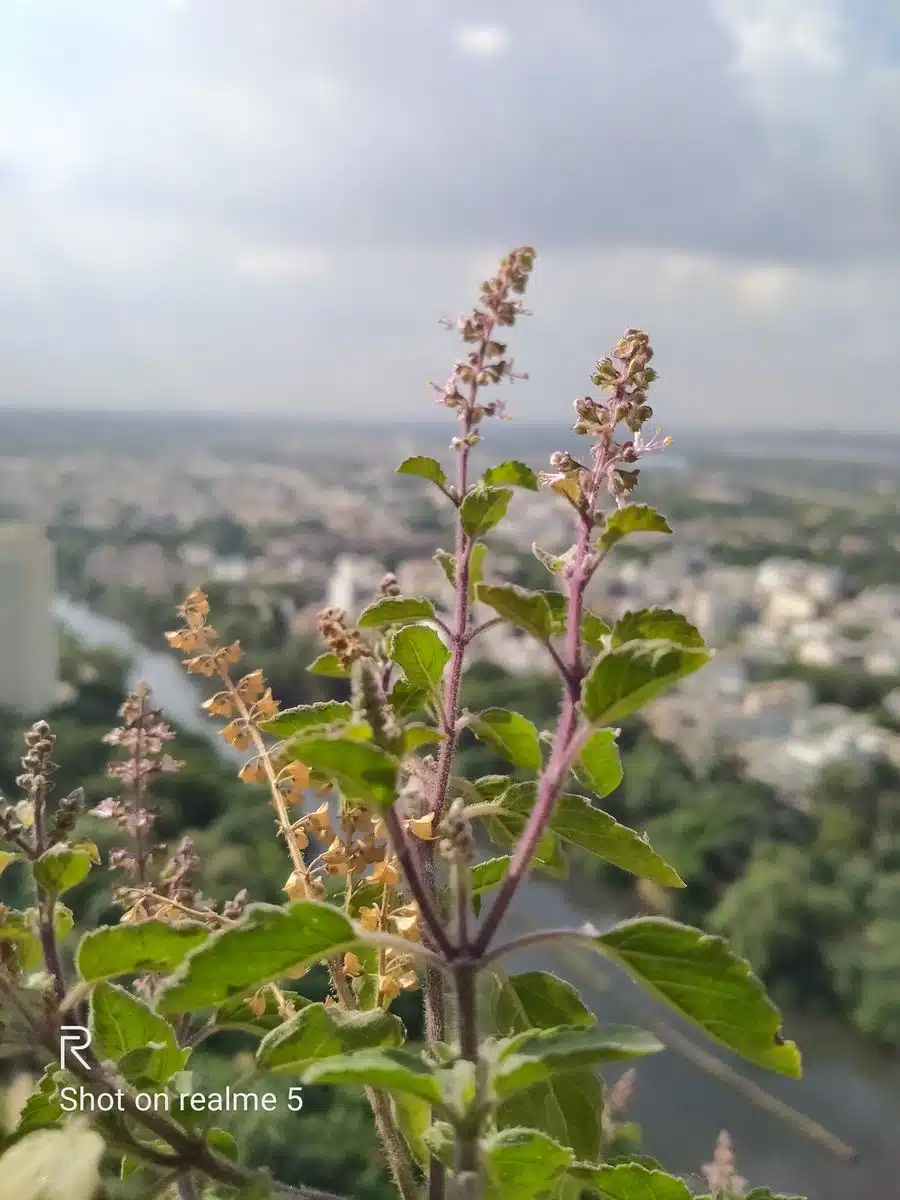 Realme 5 Review - A leap to quad cameras 14 Image03 8