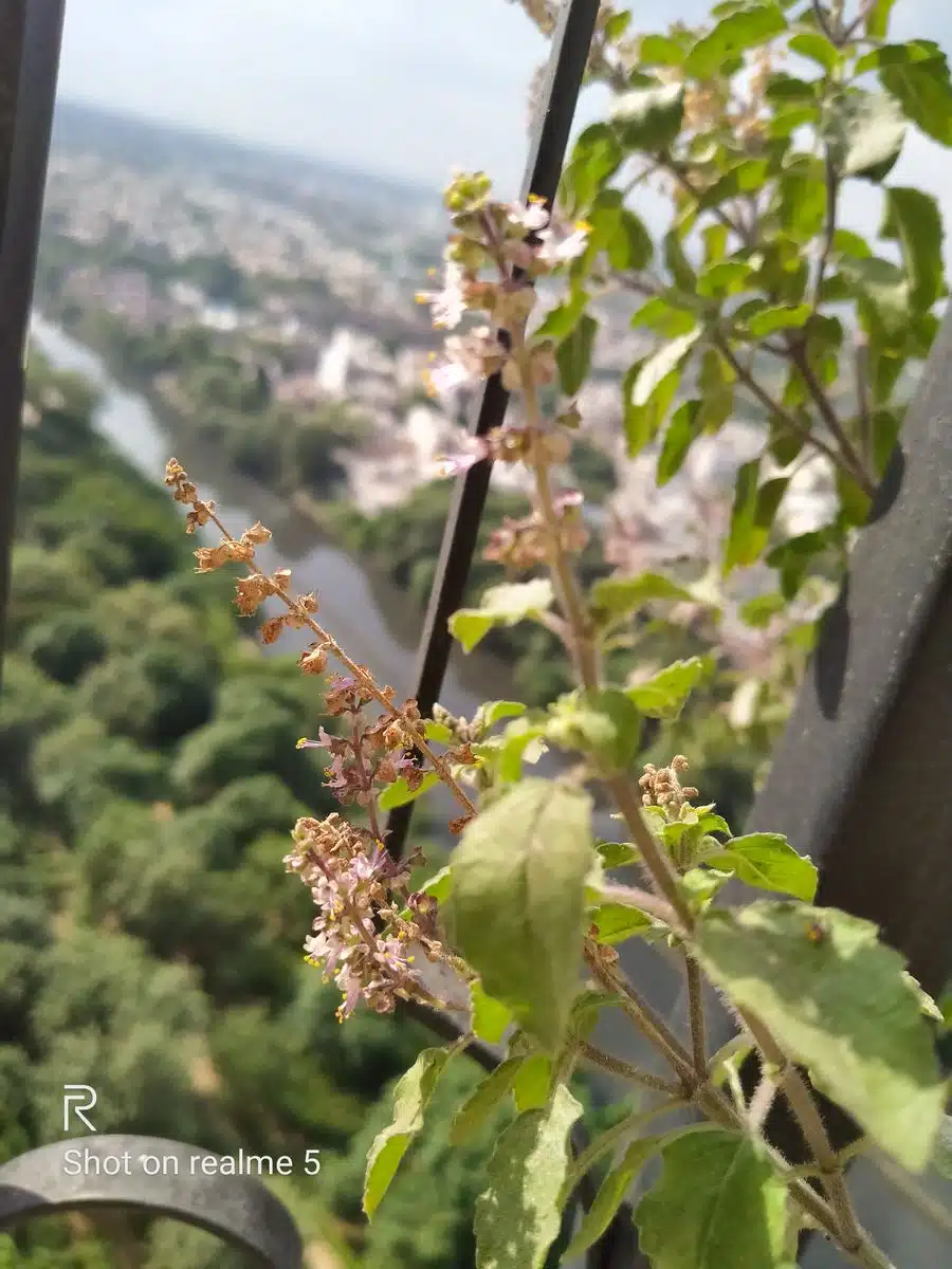 Realme 5 Review - A leap to quad cameras 15 Image04 5