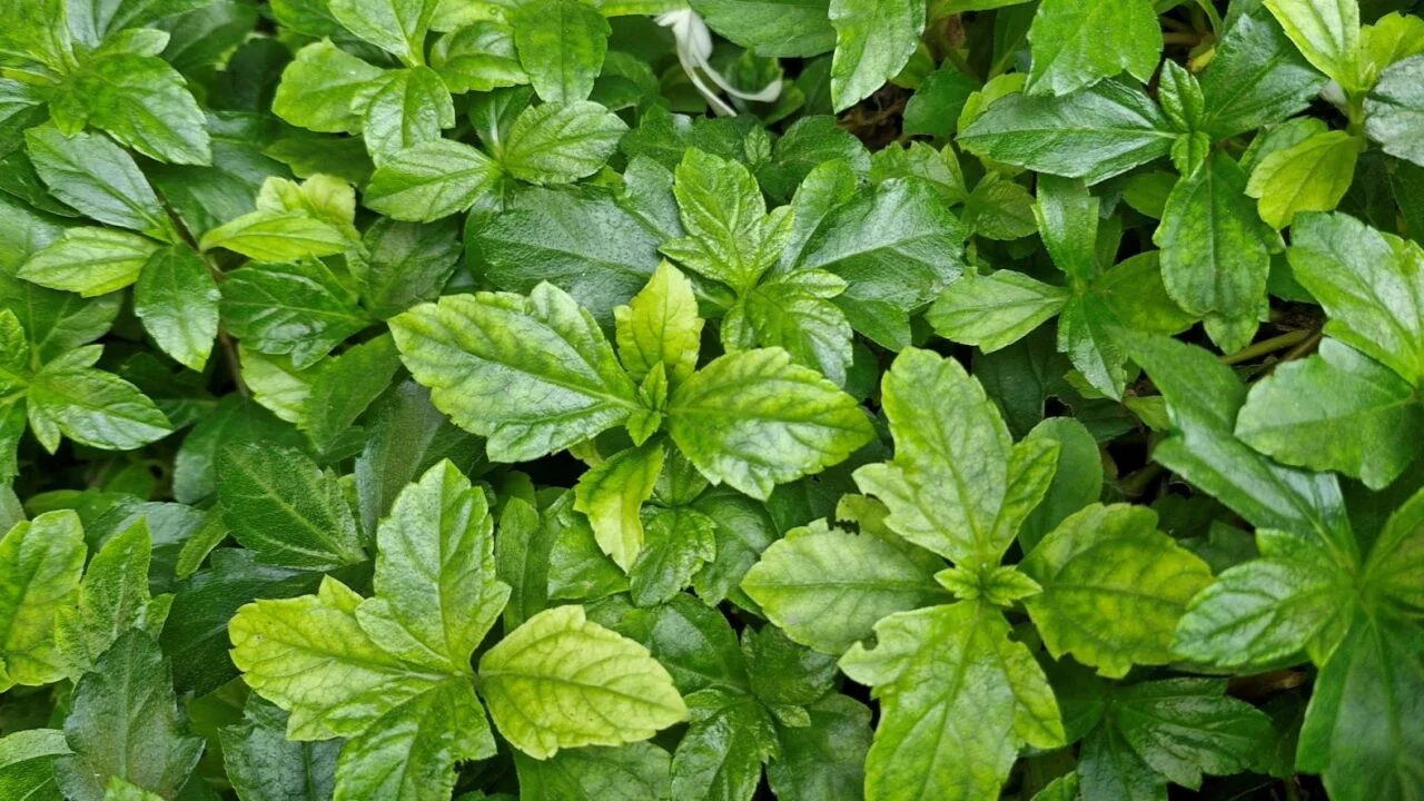 Samsung Galaxy S23 FE Review - A stepping stone