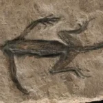 280 Million Year Old Fossil
