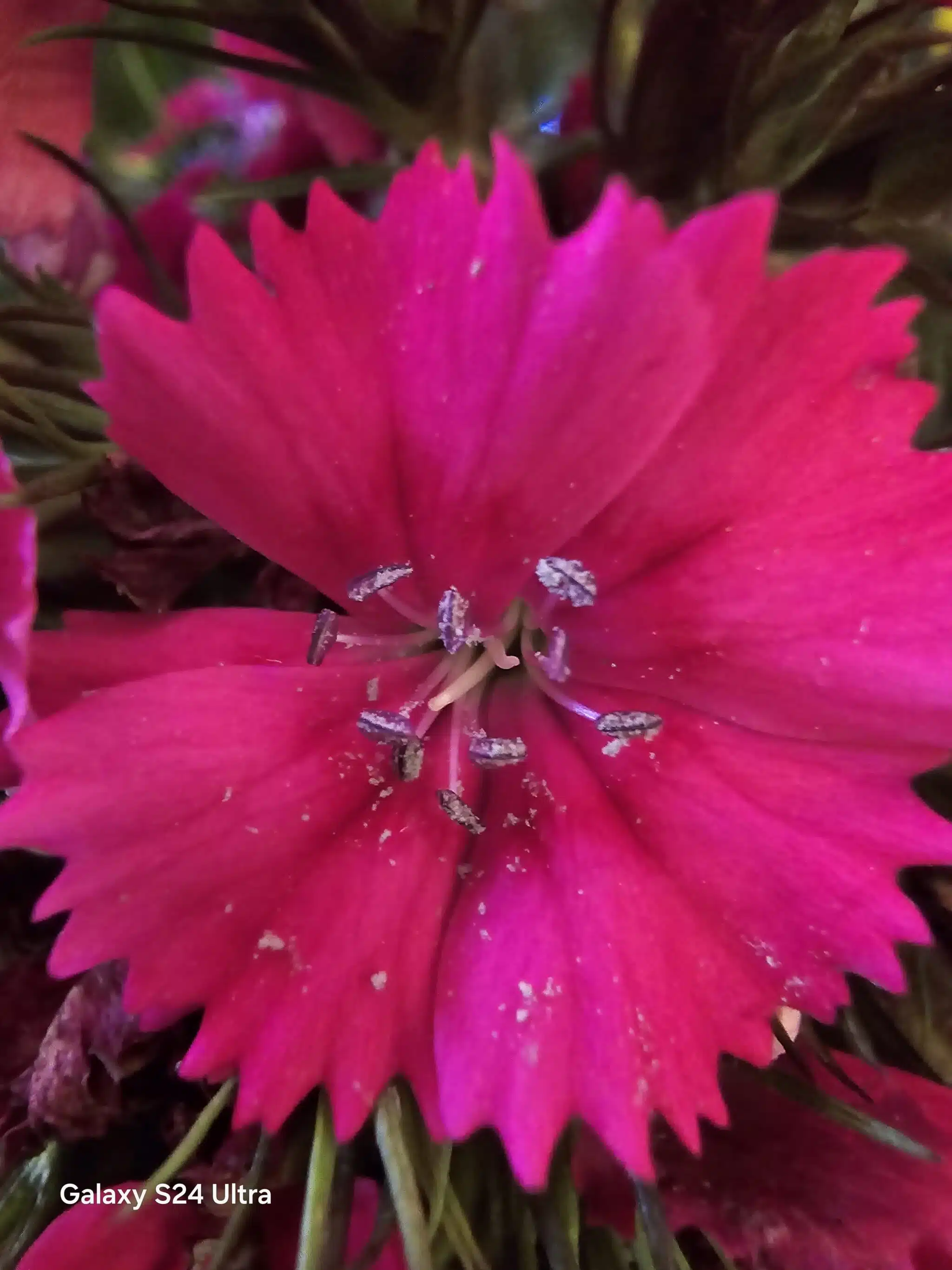 Samsung Galaxy S24 Ultra Review - Another remarkable flagship from the house of Samsung! 10 S24 Ultra Camera