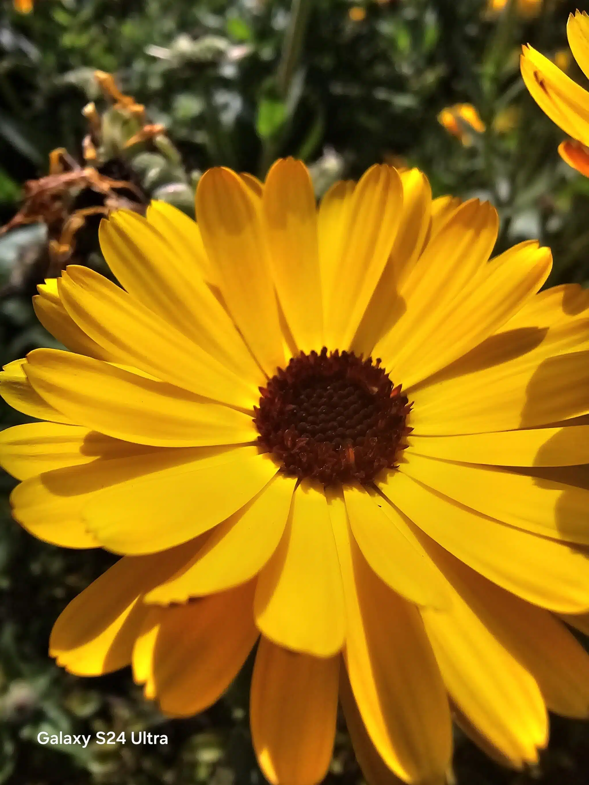 Samsung Galaxy S24 Ultra Review - Another remarkable flagship from the house of Samsung! 12 S24 Ultra Camera