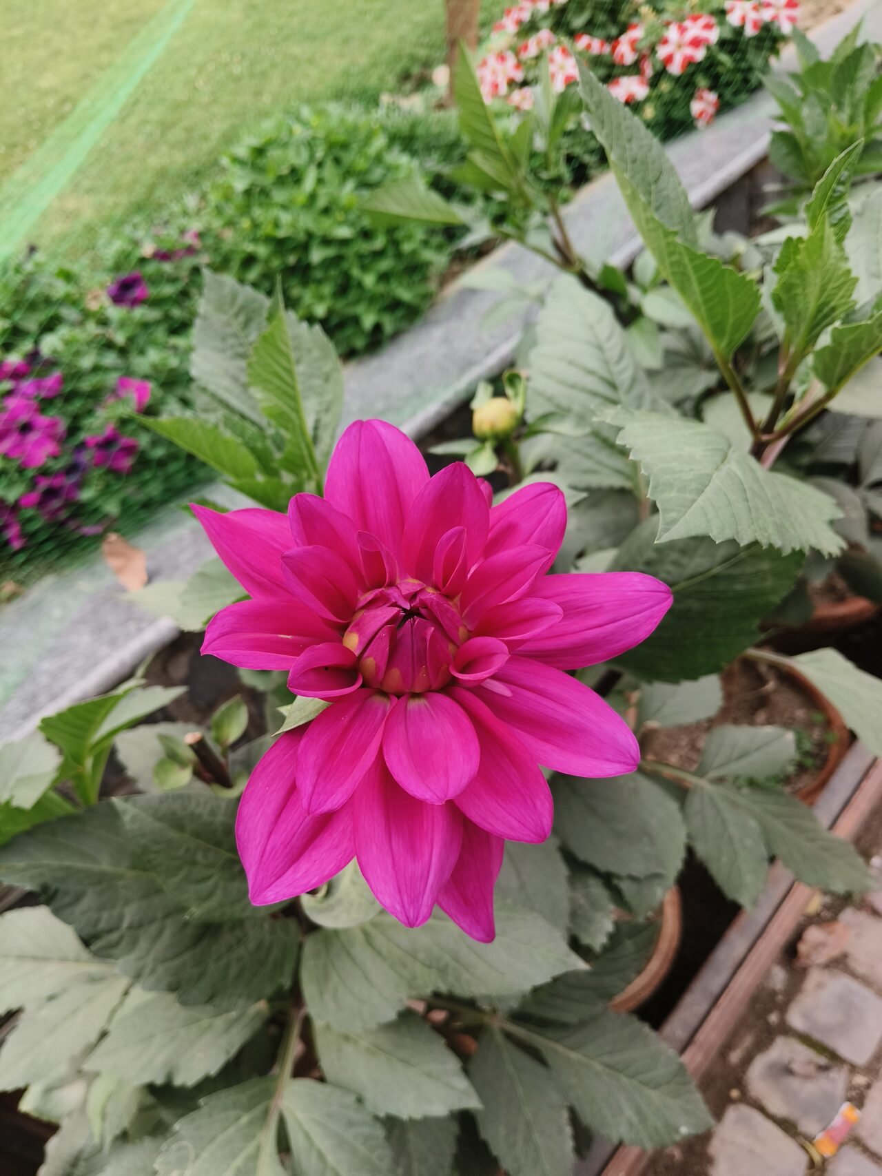 iQOO Z9 Review - The New Budget Beast 16 IMG 20240310 153409