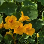 Samsung Galaxy S24 Review