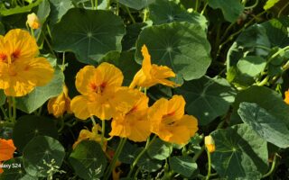 Samsung Galaxy S24 Review