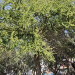 Samsung Galaxy S24 Review