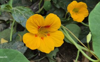 Samsung Galaxy S24 Review