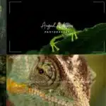 Noise Partners with Angad Achappa for Earth Day Biodiversity Campaign