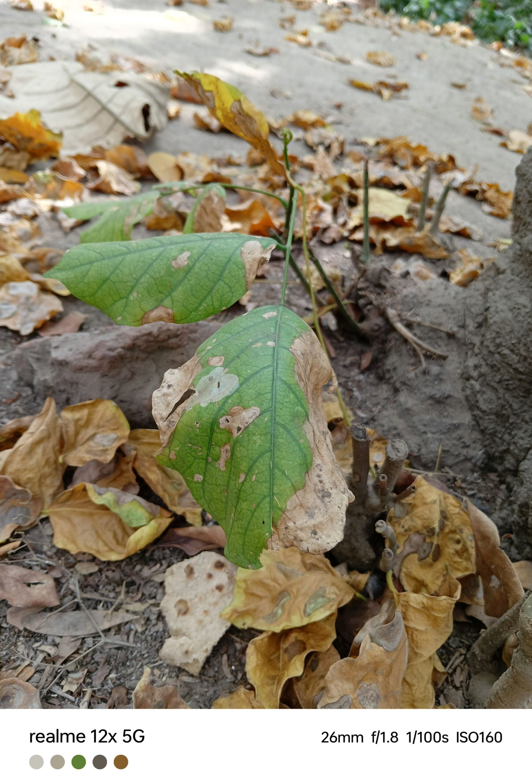 Realme 12x 5G Review