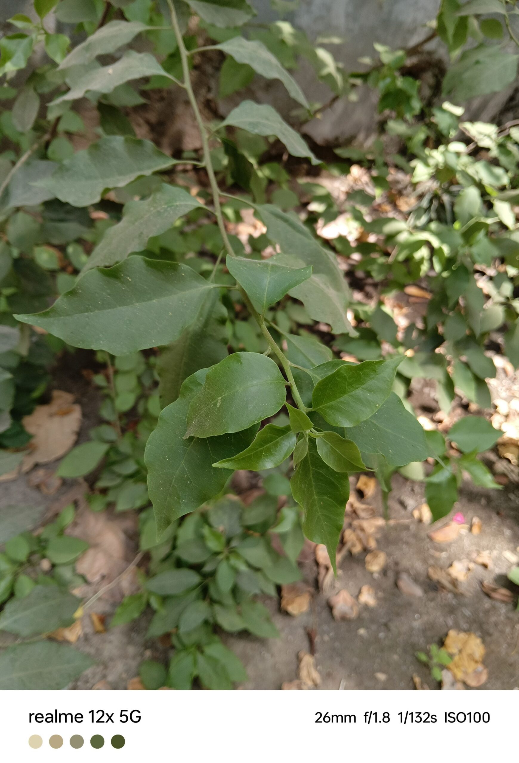 Realme 12x 5G Review