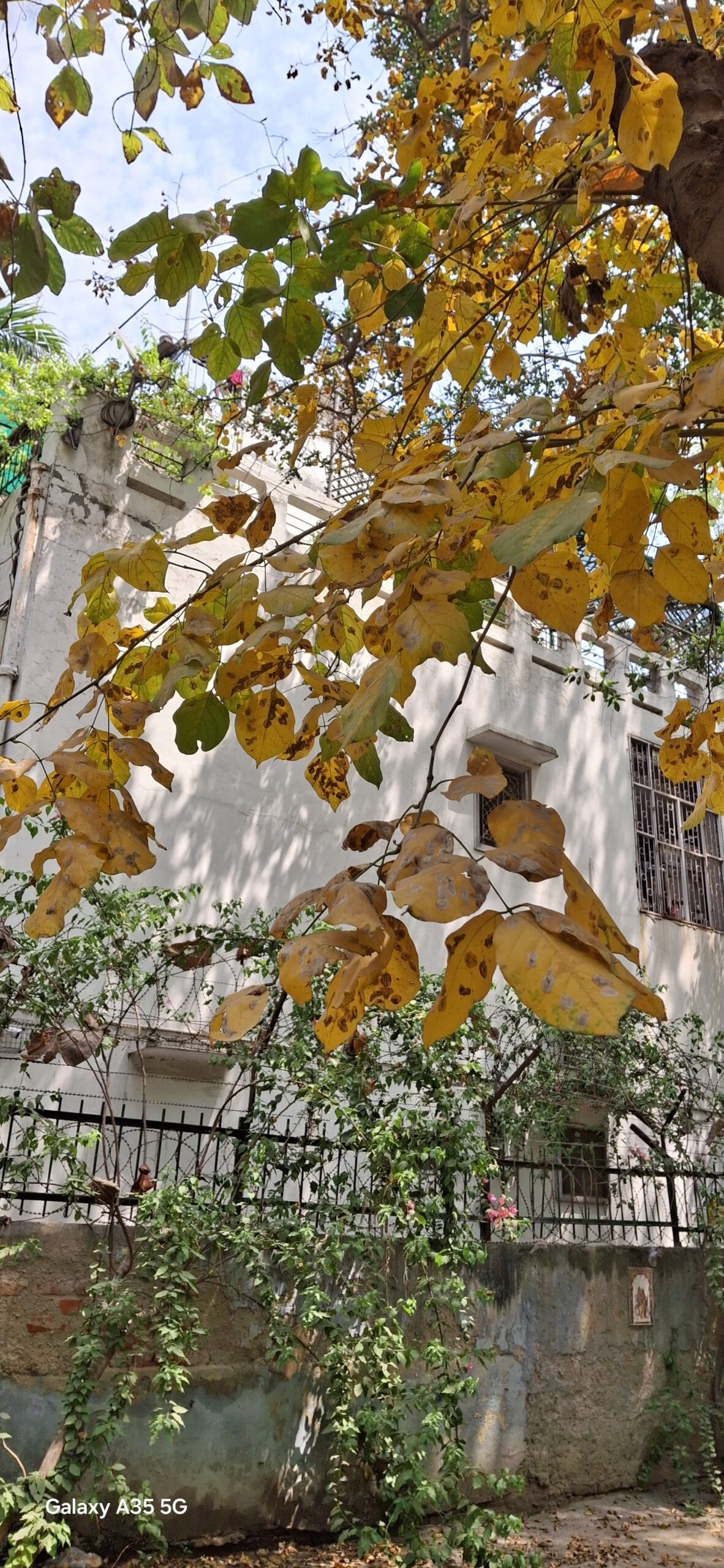 Samsung Galaxy A35 5G 1 scaled