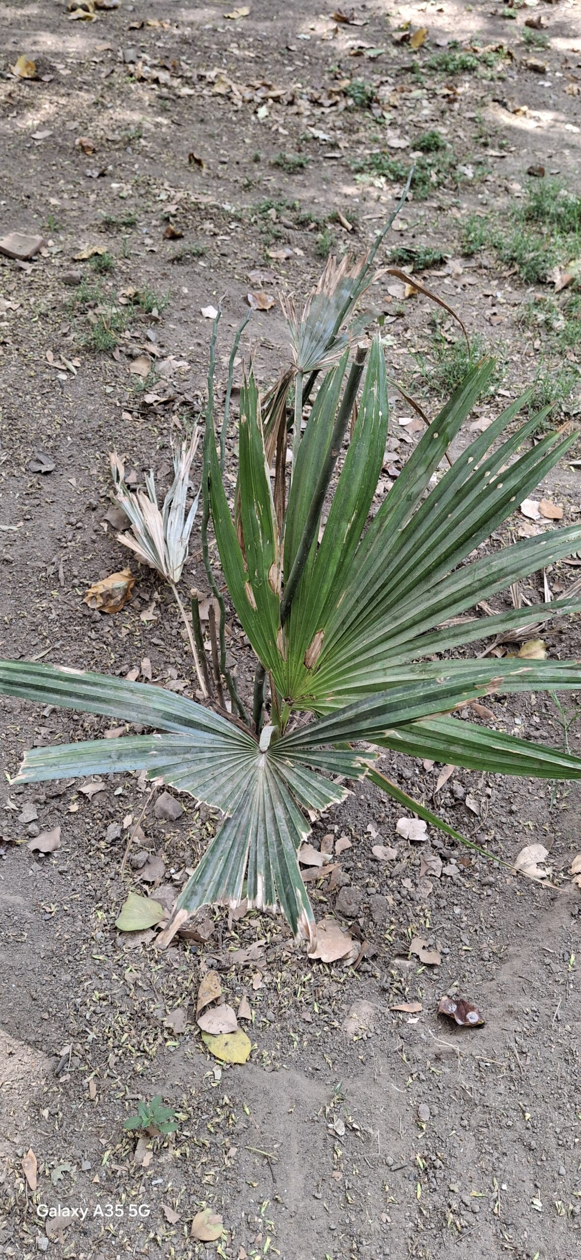 Samsung Galaxy A35 5G