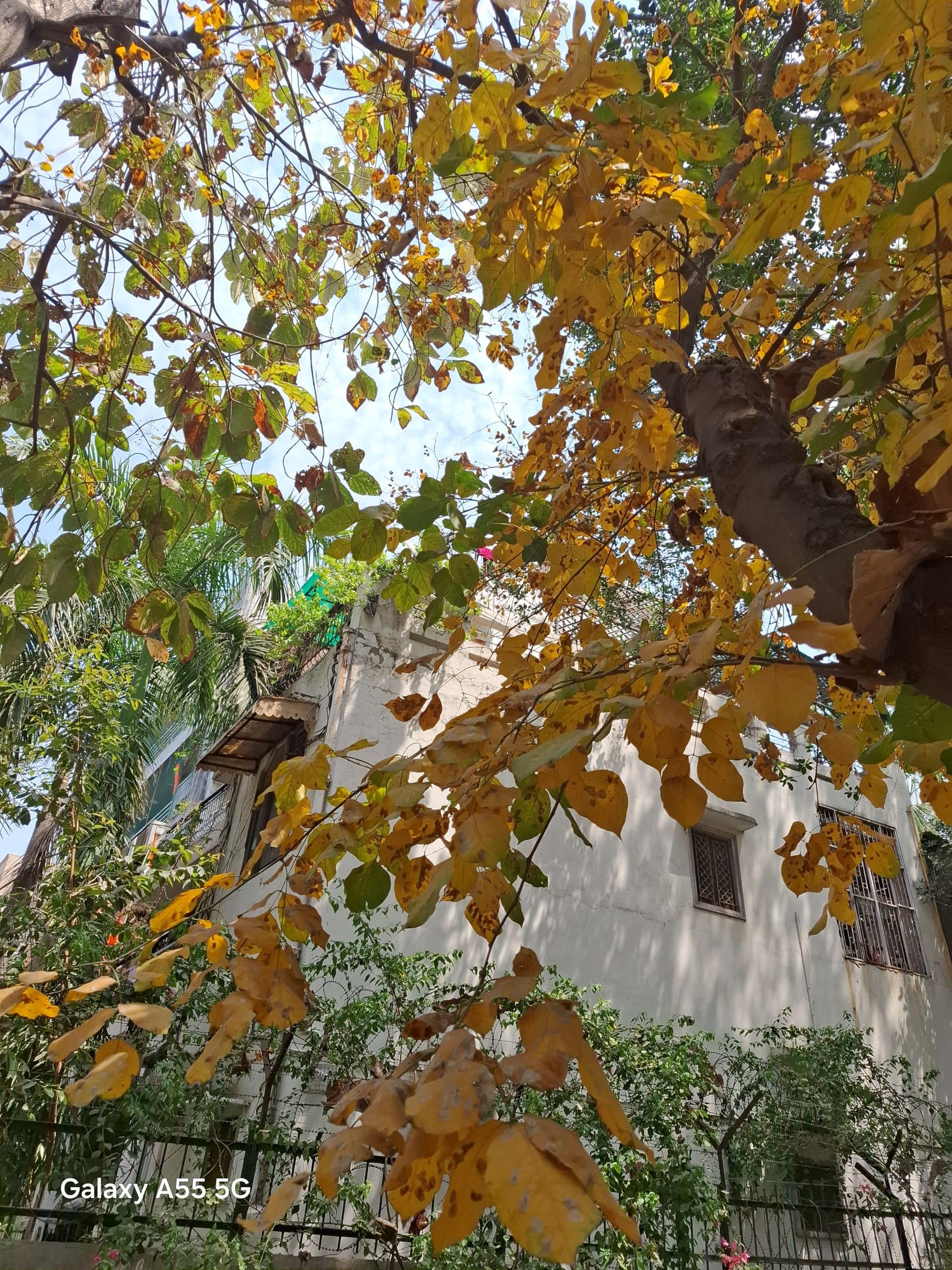 Samsung Galaxy A55 Review