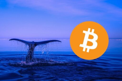 Bitcoin Whale Watching
