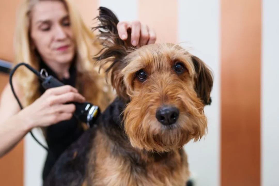 Elevate Your Pet's Pampering Routine with These 5 Essential Grooming Products