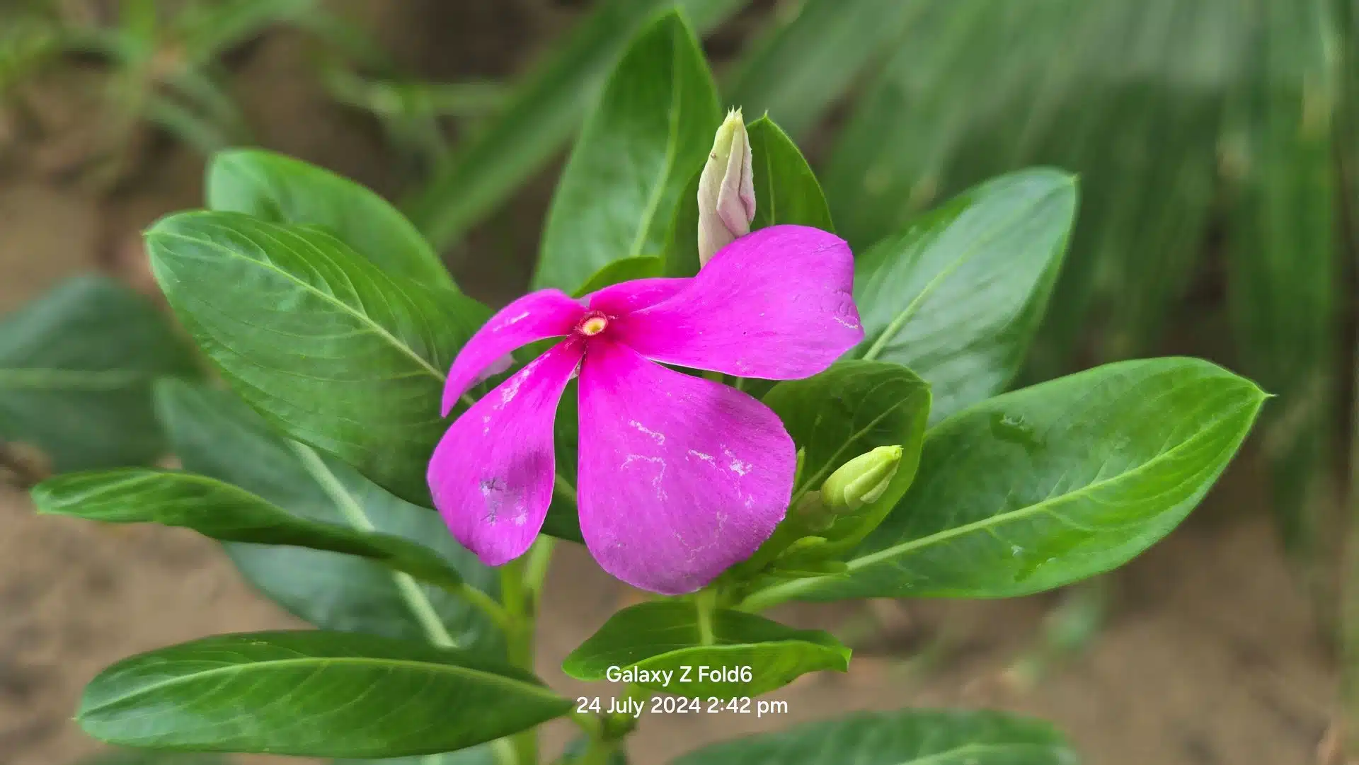 Samsung Galaxy Z Fold6 Review