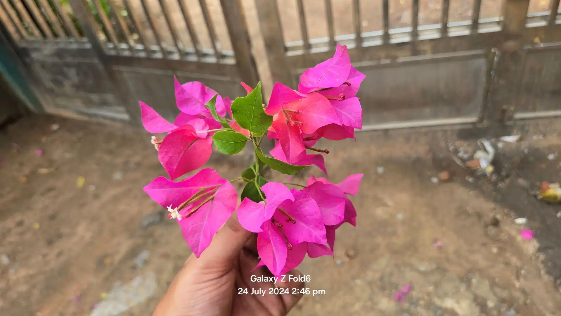 Samsung Galaxy Z Fold6 Review