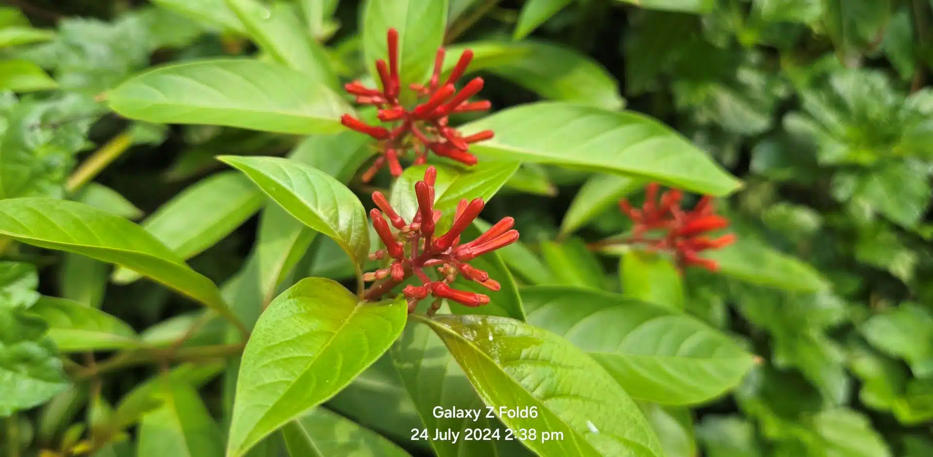 Samsung Galaxy Z Fold6 Review