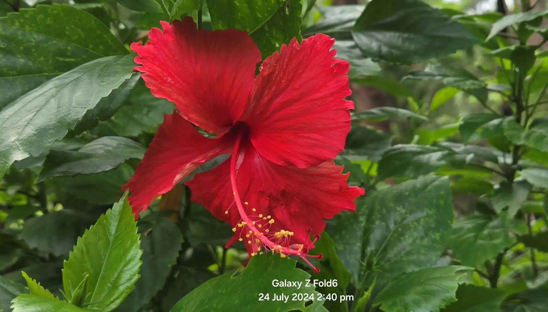 Samsung Galaxy Z Fold6 Review