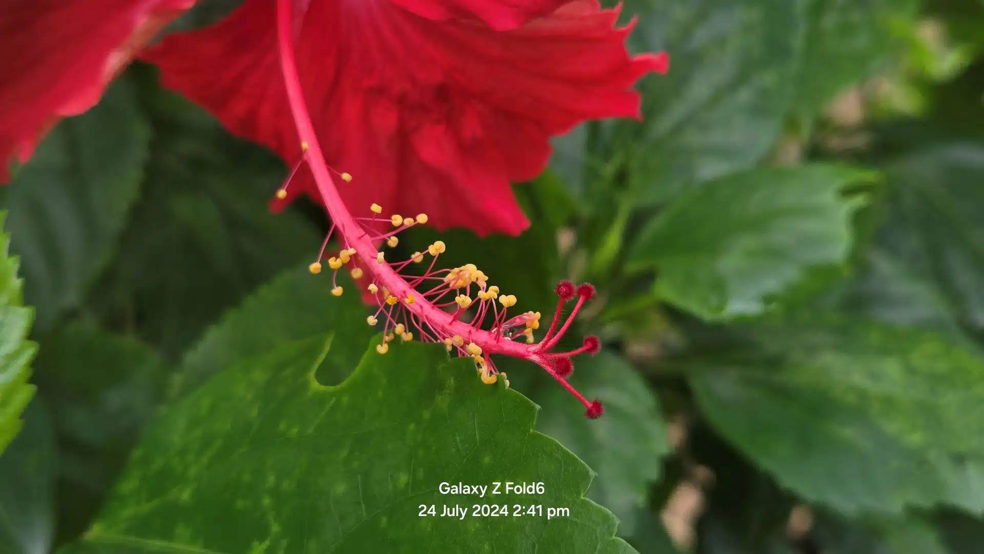 Samsung Galaxy Z Fold6 Review