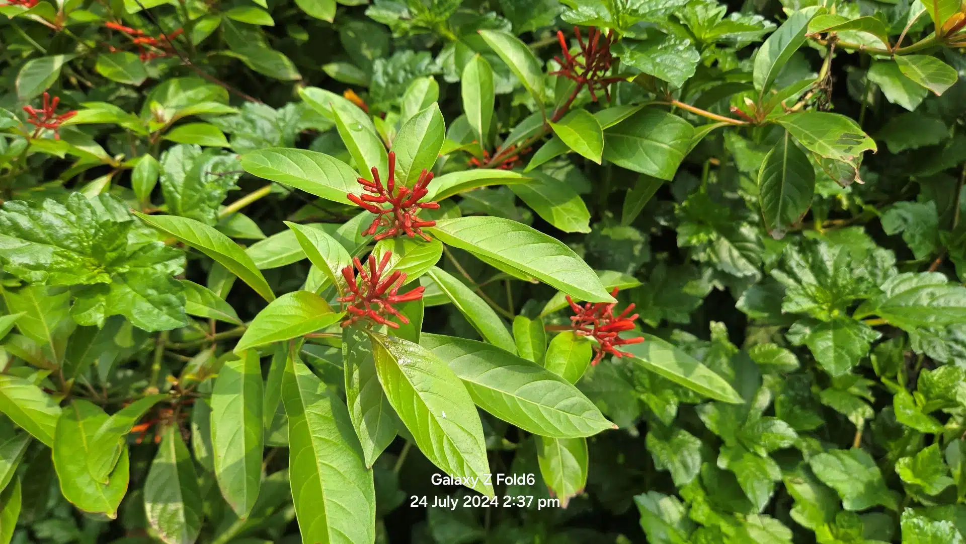 Samsung Galaxy Z Fold6 Review