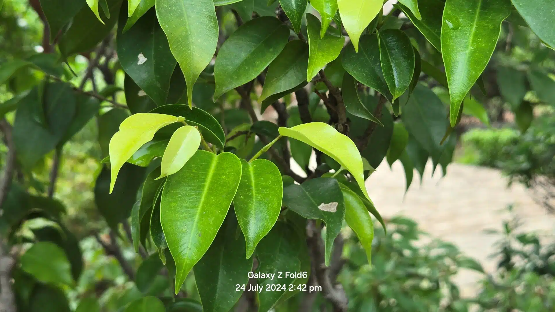 Samsung Galaxy Z Fold6 Review